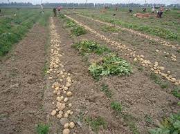 35,6 ha khoai tây xuân hè ở xã Dân Chủ được bao tiêu sản phẩm